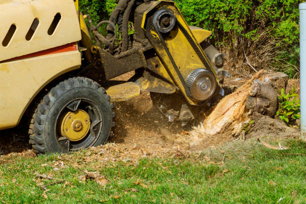 Best Storm Damage Tree Cleanup  in Morgan City, LA